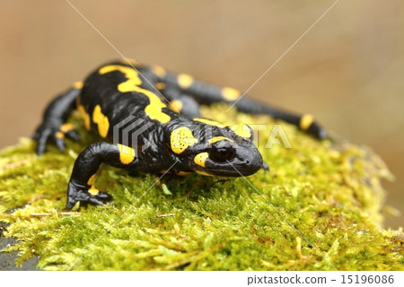 Tailed salamander Tailed salamander 15196086