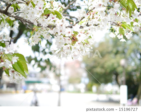 櫻花在公園裡 櫻花在公園裡 15196727
