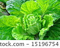 中國的白菜 中國的白菜 15196754