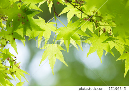 Leaf of fresh green (Momiji) 15196845