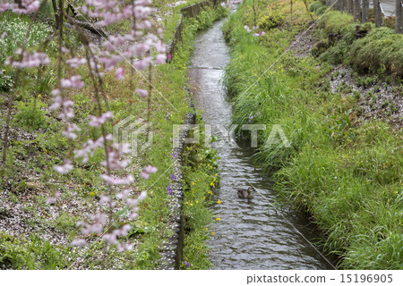 Spring Rain's None Fire Water 15196905