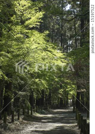 Hirin Temple新鮮的綠色區域 Hirin Temple新鮮的綠色區域 15197522