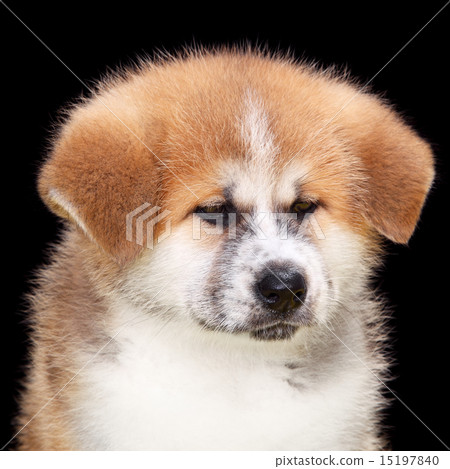 Pet dog,  Akita Inu puppy dog 15197840