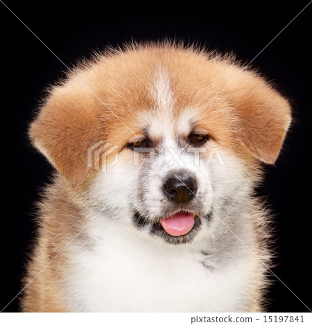 Pet dog,  Akita Inu puppy dog 15197841