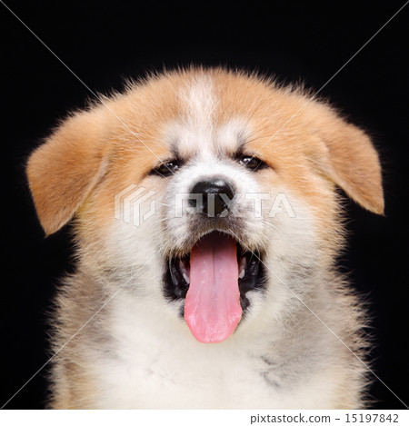 Akita Pet,  Akita Inu puppy dog 15197842