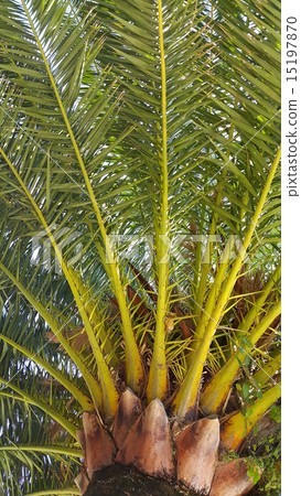 Branches of big palm tree 15197870