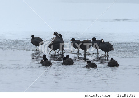 Eurasian coot  in winter 15198355