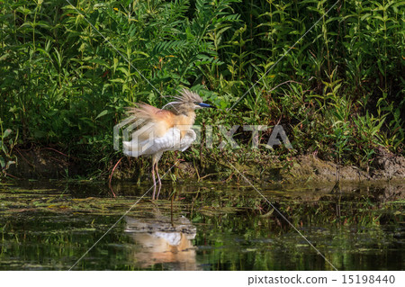 Squacco Heron (Ardeola ralloides) Squacco Heron (Ardeola ralloides) 15198440