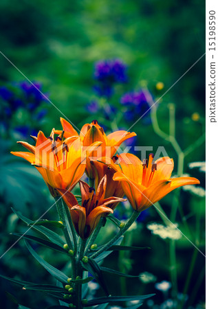 orange lilies 15198590