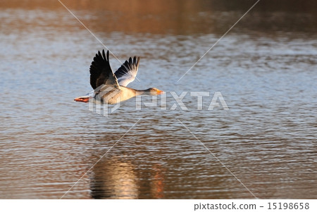Greylag Goose in flight 15198658