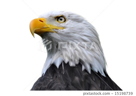 Bald eagle isolated 15198739
