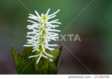 Hitorishizuka 15198749