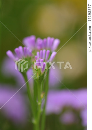 Flower bud of statice 15198877