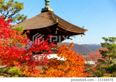輕的秋葉寺廟 15198978