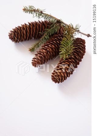 雲杉雲杉的鹿 15199116