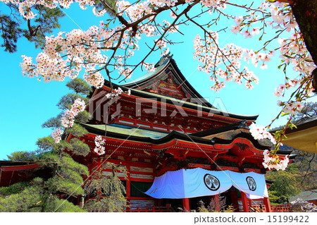 Kai Zenkoji cherry tree Kai Zenkoji cherry tree 15199422