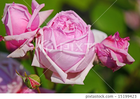 玫瑰 玫瑰 15199423