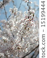 櫻花 15199444