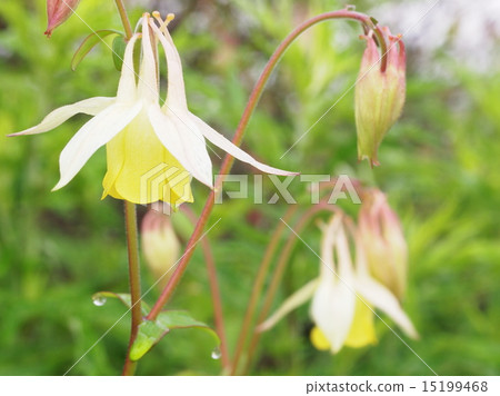 Kibanano no Yamaodamaki in the plateau Kibanano no Yamaodamaki in the plateau 15199468