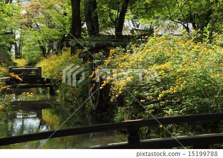 松尾泰莎的山武 松尾泰莎的山武 15199788