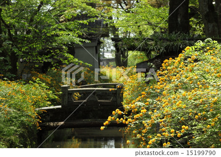 Yamabuki of Matsuo Taisha 15199790