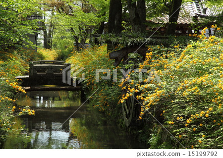 松尾泰莎的山武 松尾泰莎的山武 15199792