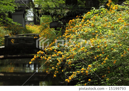 Yamabuki of Matsuo Taisha 15199793