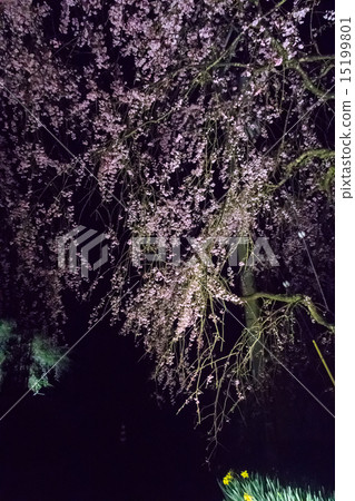 Drooping cherry tree 15199801