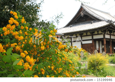 Kurokuji的Yamabuki 15199946