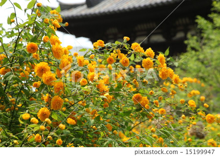 Yamabuki of Kurokuji 15199947