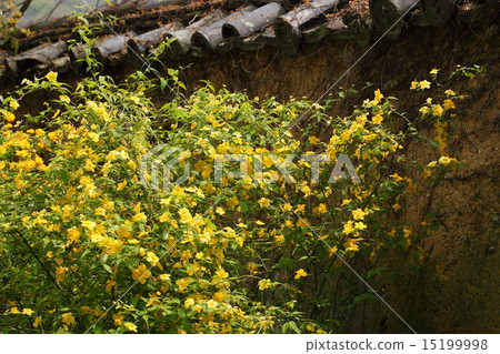 Yamabuki and the earth wall of Rikuwakuji 15199998