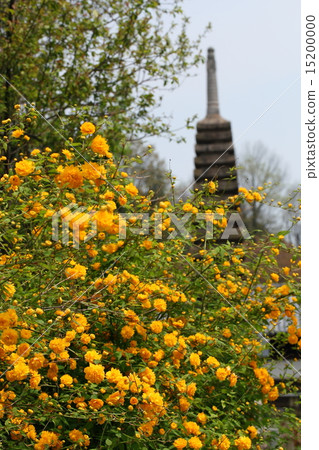 Yamabuki and the ten thousand stone pagoda at Kurokuji 15200000