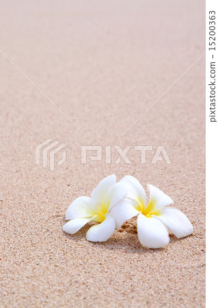 雞蛋花和水 雞蛋花和水 15200363