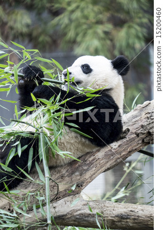 熊貓吃竹子躺著 15200460