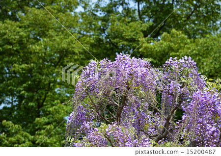 富士花和新鮮的綠色 富士花和新鮮的綠色 15200487