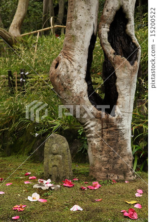 百年老廟的五色山茶花 15200522