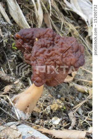 Shagima Amigasatake 15200732