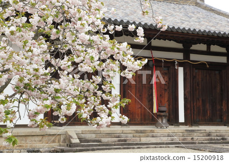 Yaeyakura of New Yakushiji 15200918