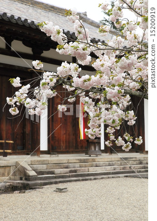 Yaeyakura of New Yakushiji 15200919
