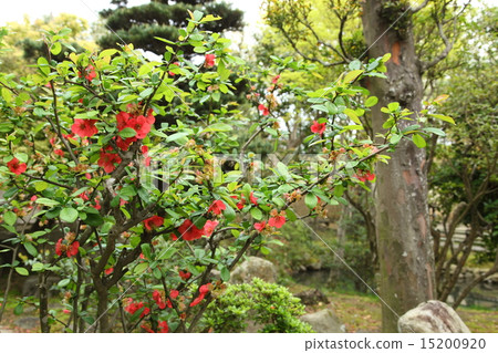 Bouquet flowers at Shin Yakushiji 15200920
