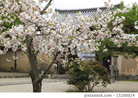 新Yakushiji的Yaeyakura 15200924
