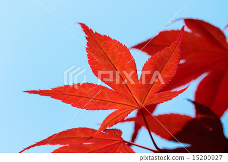 Maple Maple 15200927