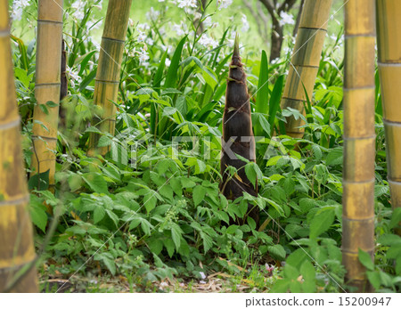 Bamboo forest and bamboo shoots of Golden color Mimyo Moso bamboo 15200947