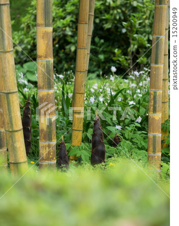 竹林和竹筍的金色Mimyo毛竹 竹林和竹筍的金色Mimyo毛竹 15200949