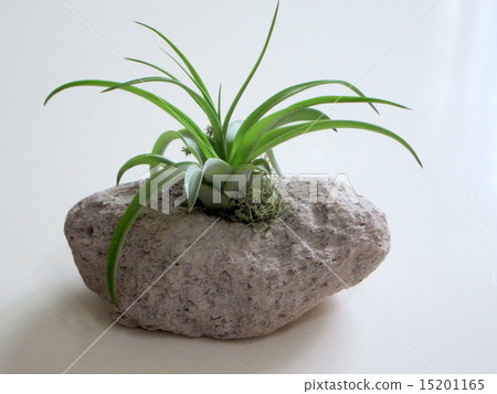 Air plants 15201165