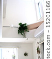 Geranium sagging in the living room at the colonnade 15201166