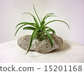 Air plants 15201168