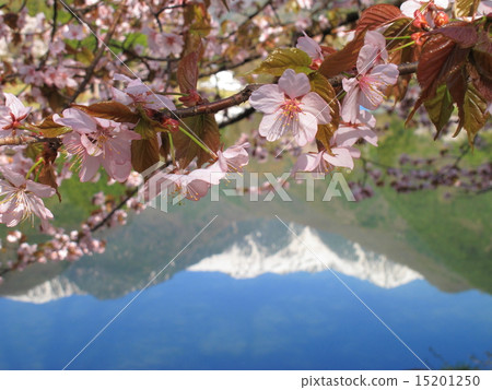 櫻花和高山反映在湖面上 櫻花和高山反映在湖面上 15201250