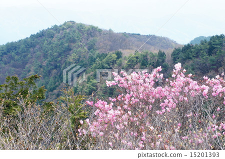Akayashio Blooms Narumi Mountain 15201393