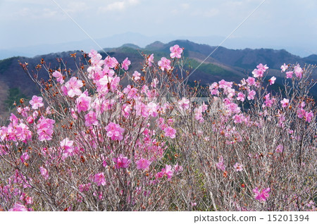 Akayashio Blooms Narumi Mountain Akayashio Blooms Narumi Mountain 15201394